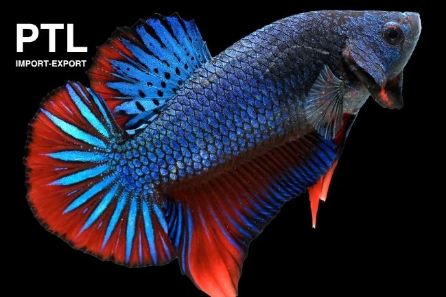 PTL-E023 BETTA SPL. MALES GIANT 